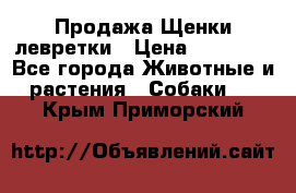 Продажа Щенки левретки › Цена ­ 40 000 - Все города Животные и растения » Собаки   . Крым,Приморский